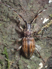 Hexatricha pulverulenta