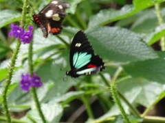 Parides childrenae