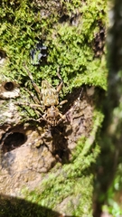 Hexatricha pulverulenta