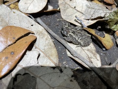 Incilius coccifer