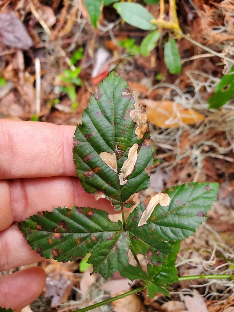Ectoedemia rubifoliella