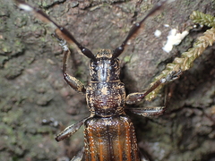 Hexatricha pulverulenta