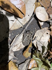 Incilius coccifer
