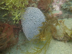 Phlyctenactis tuberculosa