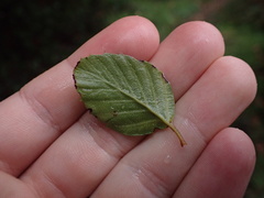 Cercocarpus minutiflorus