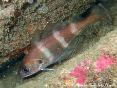 Trisopterus luscus