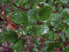 Cercocarpus minutiflorus