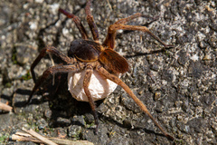 Ctenus medius