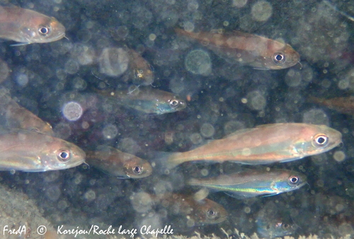 Poor cod (Trisopterus minutus) — Gadidae — 3
