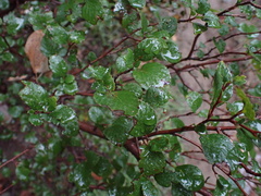 Cercocarpus minutiflorus