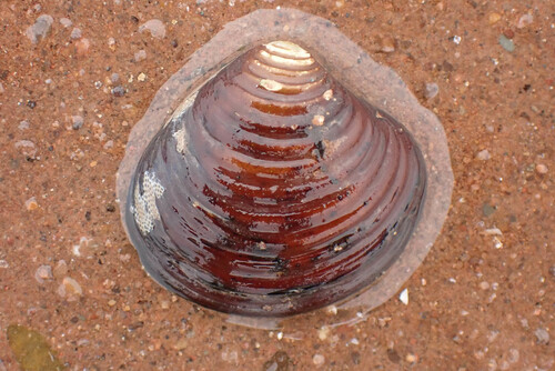 Astarte undata A.Gould, 1841