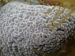 Phlyctenactis tuberculosa