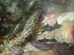 Caulerpa brownii