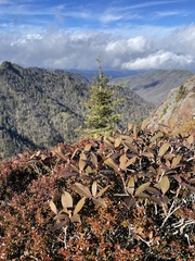Rhododendron smokianum