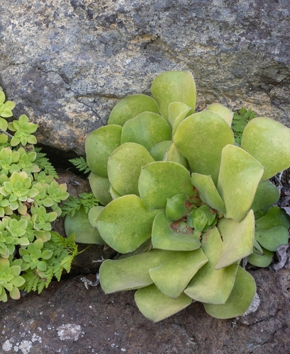 Aeonium canariense subsp. christii image