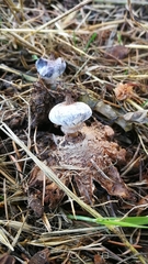 Geastrum striatum