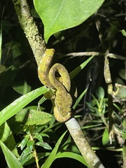 Bothriechis schlegelii