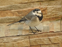 Motacilla alba