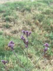 Verbena intermedia
