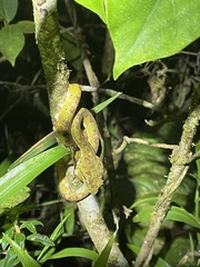 Bothriechis schlegelii