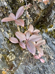 Rhododendron smokianum