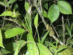 Bothriechis schlegelii