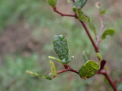 Cercocarpus minutiflorus