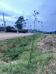 Verbena intermedia