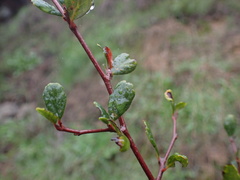 Cercocarpus minutiflorus