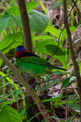Tangara cyanocephala