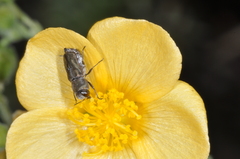 Tetragonoschema