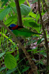 Tangara cyanocephala