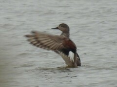 Mareca strepera strepera