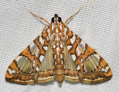 Glyphodes sibillalis