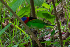 Tangara cyanocephala