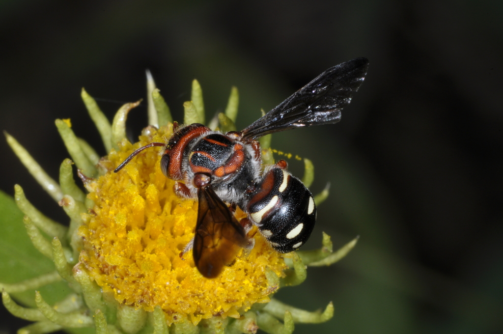 Epanthidium bertonii