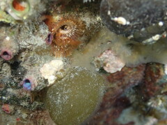 Cnemidocarpa nisiotis