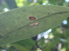 Glaucocharis chrysochyta