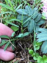 Mimosa nuttallii