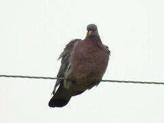 Columba palumbus palumbus