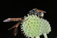 Brachygastra lecheguana