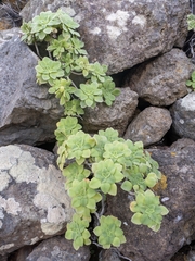 Image of Aeonium goochiae