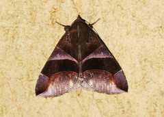 Dysgonia purpurata