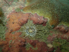 Eatoniella
