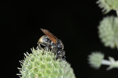 Brachygastra lecheguana