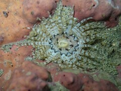 Anthopleura rosea