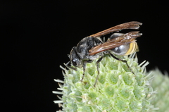 Brachygastra lecheguana