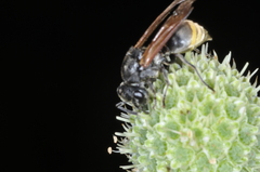 Brachygastra lecheguana