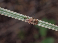 Pachyurinus sticticus