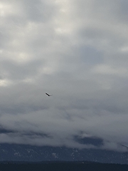 Haliaeetus leucocephalus